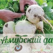 картинка ЦВП Редис Белый Русский Размер ХХL200 шт "НК"/25 от магазина Амурский дачник+