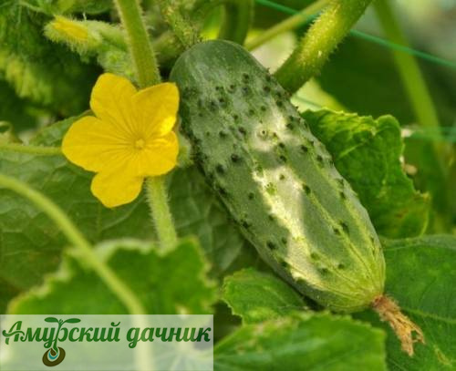 картинка БП Огурец Засолочный (ран), 10с "СВ" /20 (пчел) от магазина Амурский дачник+