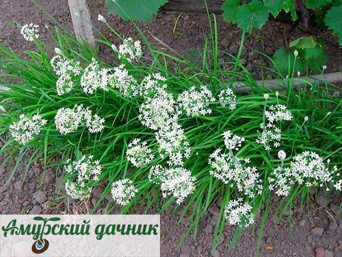картинка БП Лук Душистый Китайский чеснок ."Г"/20 от магазина Амурский дачник+