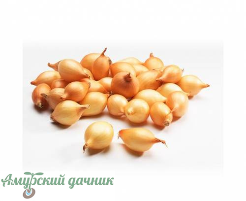 картинка Лук-севок Стурон 21-24 мм КРУПНЫЙ (Голландия)/20 кг от магазина Амурский дачник+