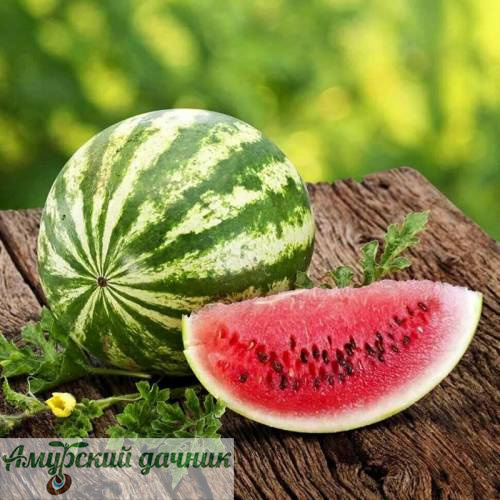 картинка АБП Арбуз АУ Продюсер ПВН /10 (М) от магазина Амурский дачник+