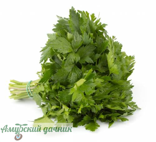 картинка БП Петрушка Итальяский гигант (листовая), 2г"СВ"/20(среднесп) от магазина Амурский дачник+