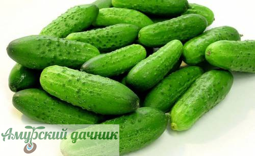 картинка БП Огурец Амурчонок, 1г. (М)/10 от магазина Амурский дачник+