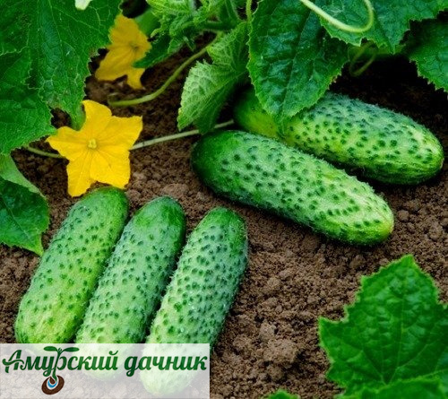 картинка БП Огурец Ерофей (среднесп)1г.(М)/20 от магазина Амурский дачник+