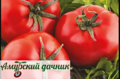 картинка БП Томат Волгоградский скороспелый 323, 0,2г."СВ"/20 от магазина Амурский дачник+