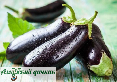 картинка БП Баклажан Алмаз 0,3г. "СВ" /20 от магазина Амурский дачник+