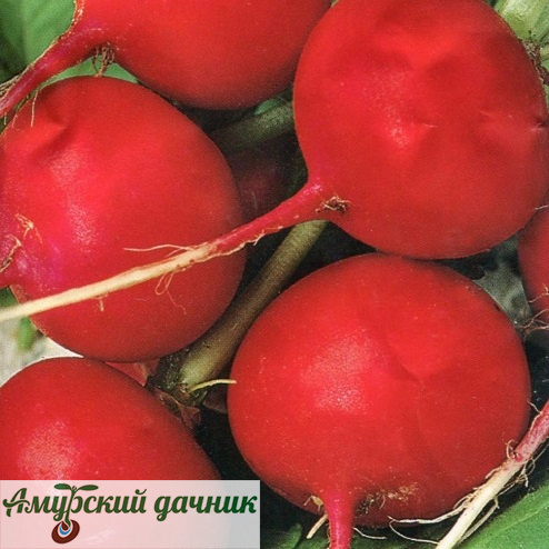картинка БП Редис Корунд, (раннесп.) 2г. "СВ"/20 от магазина Амурский дачник+