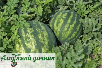 картинка АБП Арбуз Эврика F1,5 с/10 (мякоть красная, масса 8-10 кг.,среднеран.) от магазина Амурский дачник+