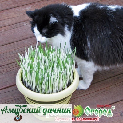картинка ЦВП Трава для Кошек (Зеленые Витамины)  10 г. "НК"/10 от магазина Амурский дачник+