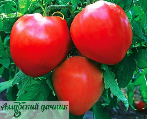 картинка БП Томат Бычье сердце 0,2 "СВ"/20 (выс.до1,5 м.,среднепозд) от магазина Амурский дачник+