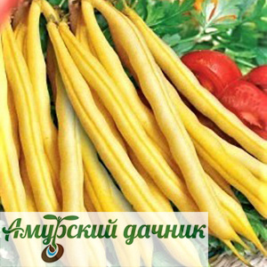 картинка БП Фасоль Золушка 5г. "СВ"/10 (кустов, стручковая) от магазина Амурский дачник+