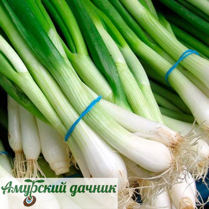 картинка БП Лук на зелень Белое перо, 0,5г. (е/п) "Г"/20 от магазина Амурский дачник+