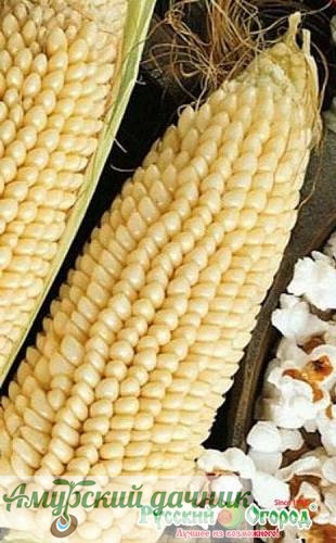 картинка ЦВП Кукуруза Белое облако 7 г. "НК"/10 от магазина Амурский дачник+