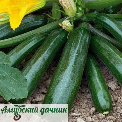 картинка АБП Кабачок Сальвадор F 5с/10 (ранний) от магазина Амурский дачник+