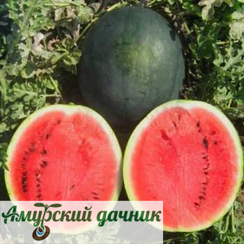 картинка АБП Арбуз Шуга Деликат F1 5 с/10 (масса 3-4 кг.раннеспел.) от магазина Амурский дачник+