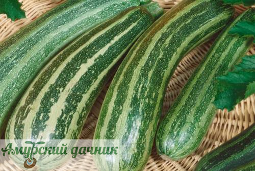 картинка БП Кабачок Зебра 1,5г. "СВ"/20 от магазина Амурский дачник+