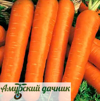 картинка ЦВП Морковь (Драж. сем.) Настена, 300 с "Г"/10 от магазина Амурский дачник+