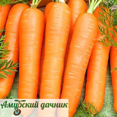 картинка БП Морковь Витаминная-6 .1 гр."СВ"/20 от магазина Амурский дачник+