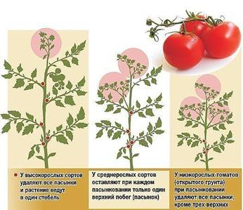 Агротехника выращивания томатов помидоров