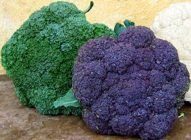 http://herba.berita1.com/wp-content/uploads/2010/08/fal2007_broccoli_vs_cauliflower.jpg
